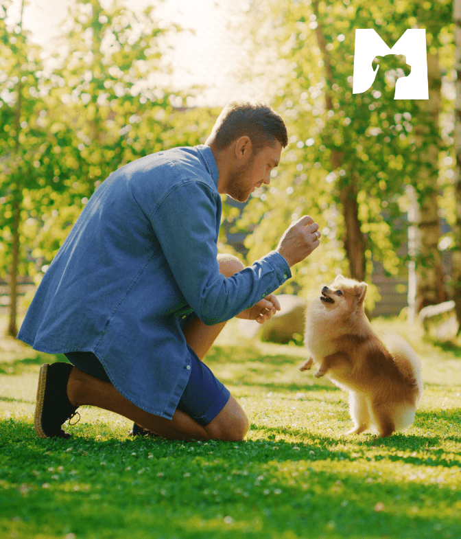 Tutor adestrando seu cão