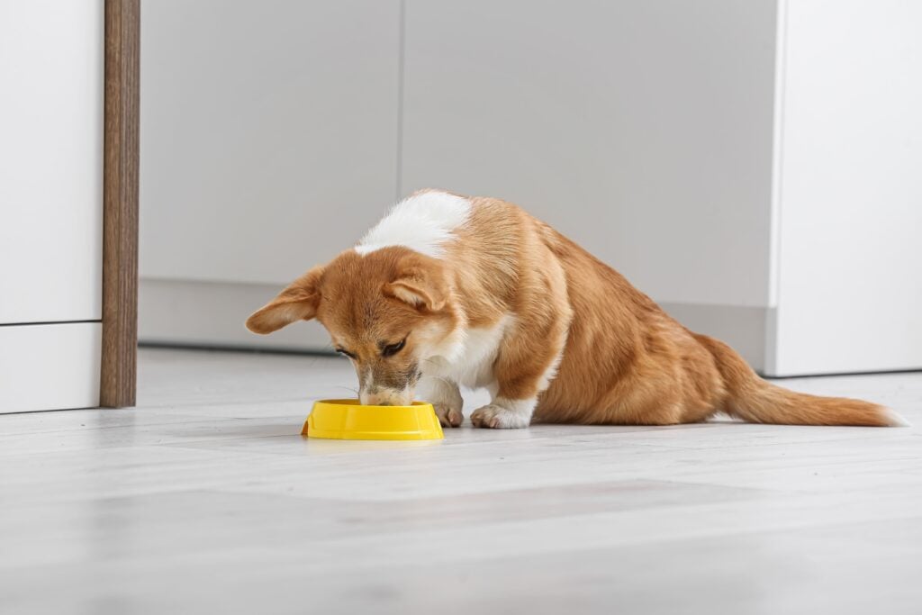 Corgi comendo em comedouro