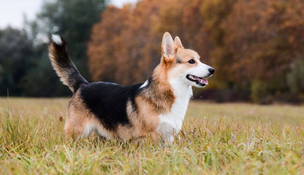 Corgi no parque