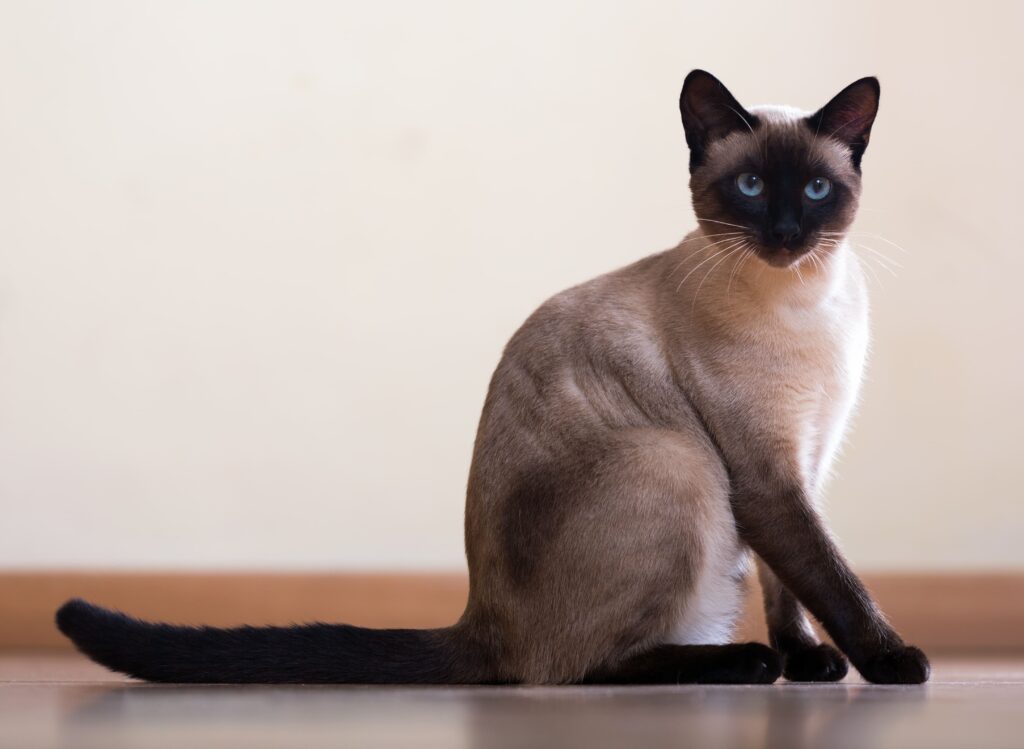 Gato Siamês dentro de casa