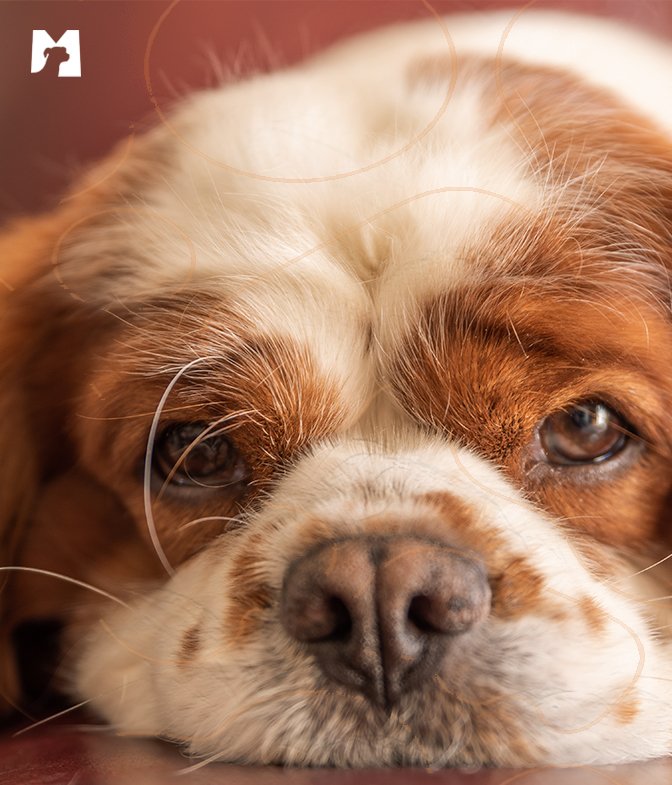 Cão com mancha de lágrimas nos olhos deitado