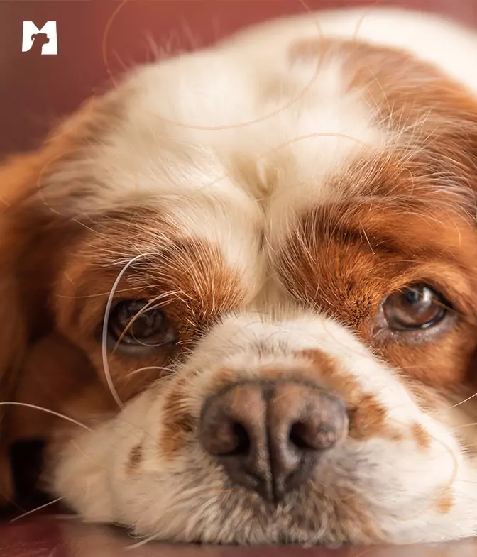 Cão com mancha de lágrimas nos olhos deitado