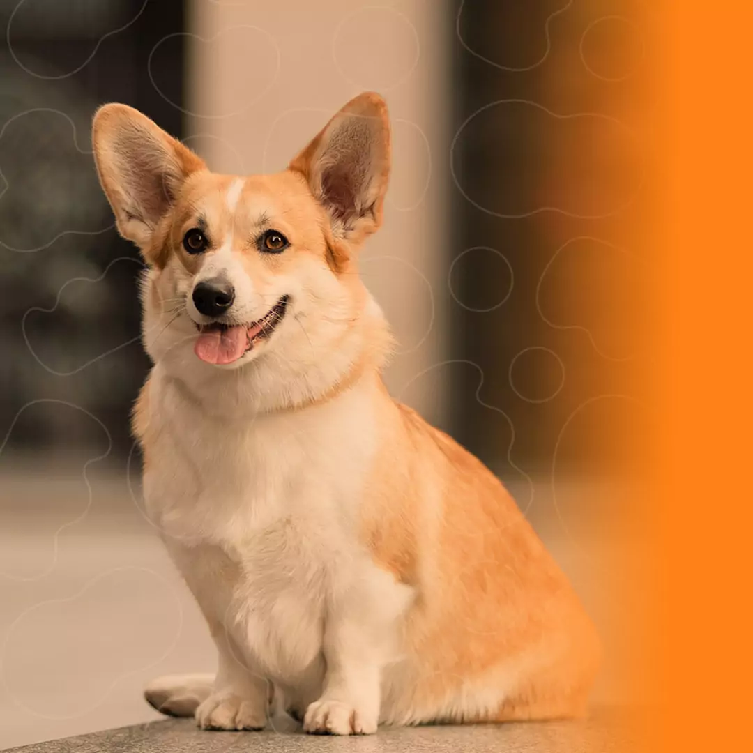 Corgi Pembroke sentado