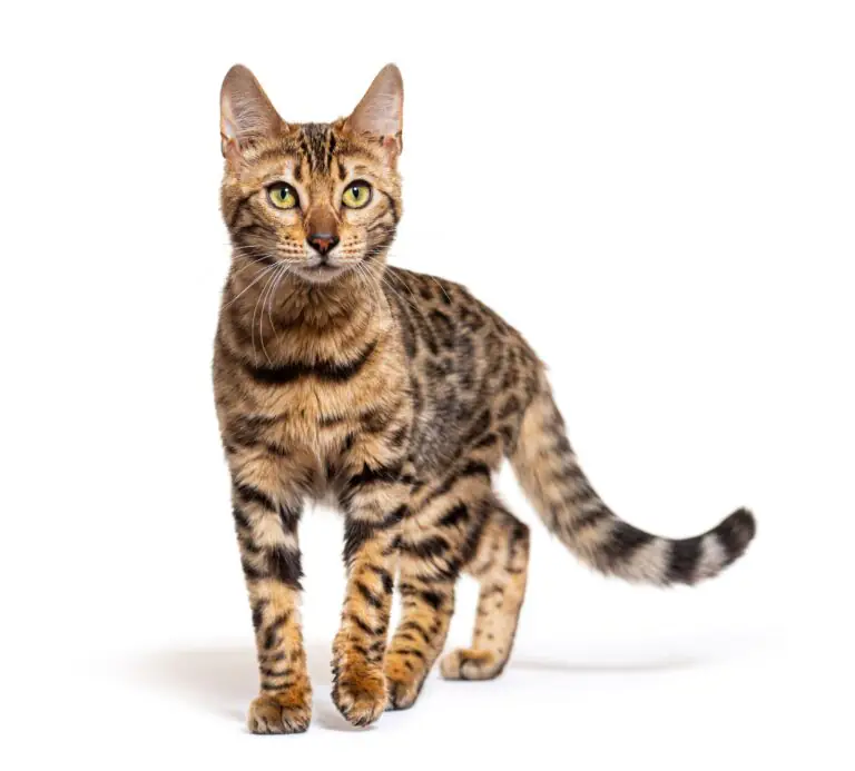 gato bengalí