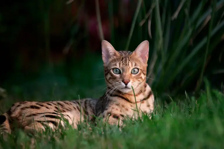 gato bengal na mata