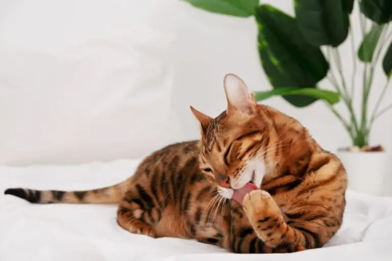 gato se lambendo
