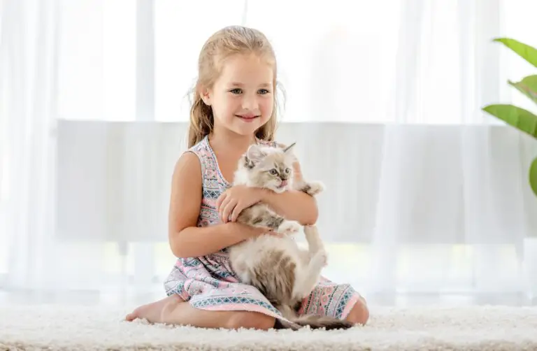 Criança abraçando gato Ragdoll