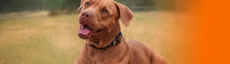 American Pit Bull