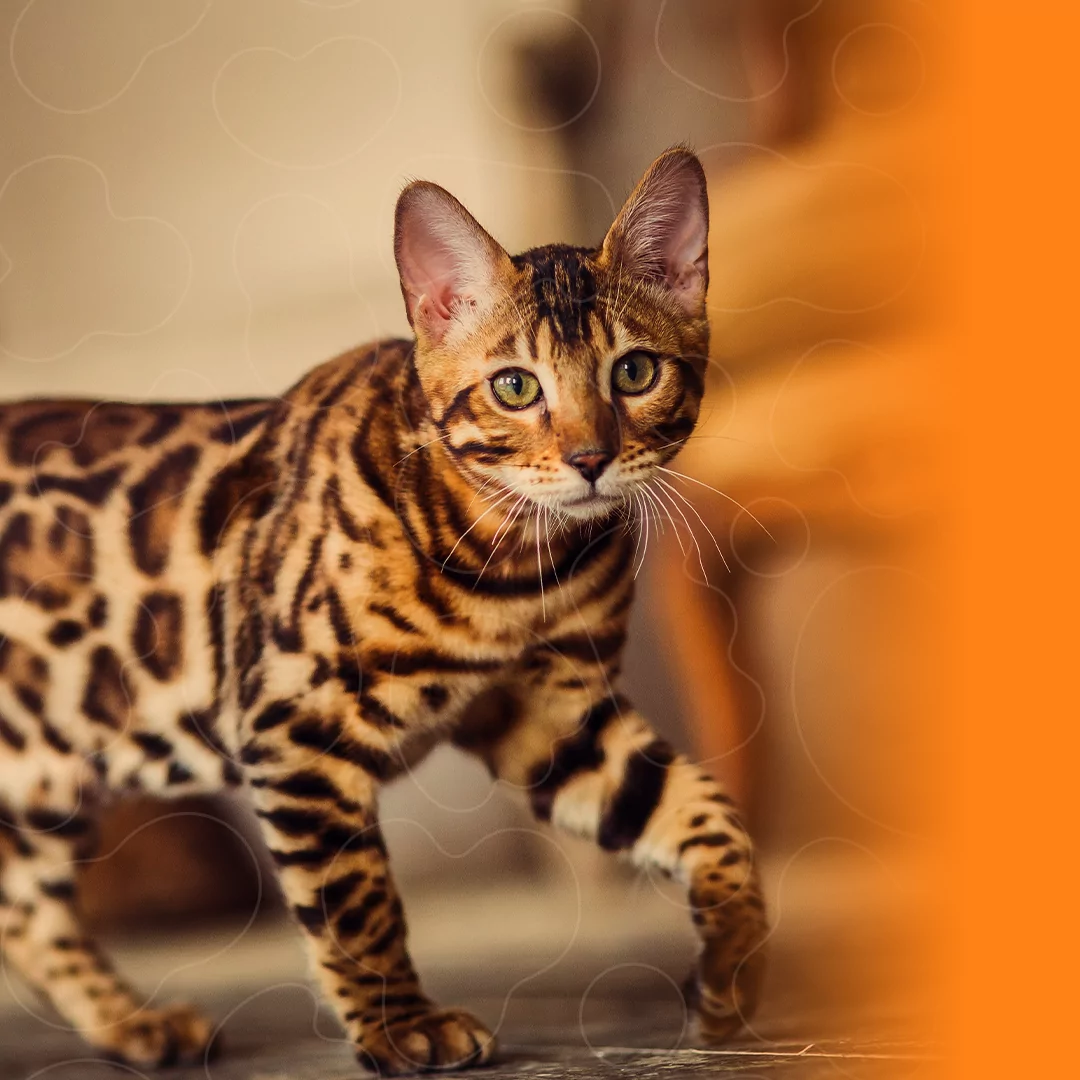 gato bengalí