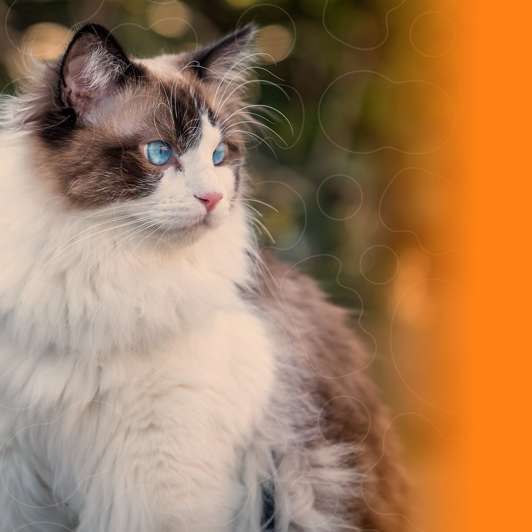 Gato Ragdoll