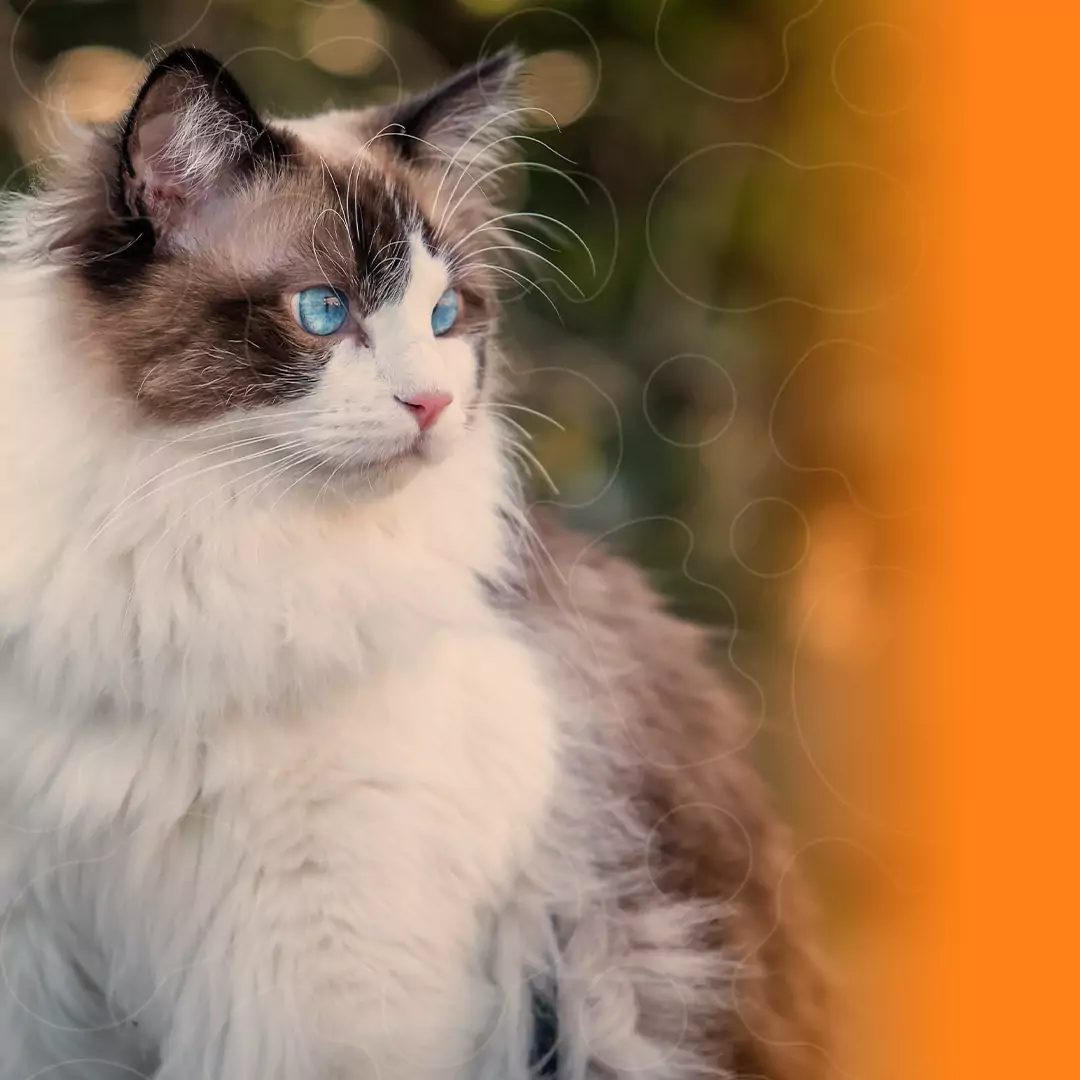 Gato Ragdoll