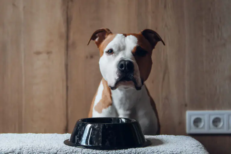 American Pit Bull Terrier sentado