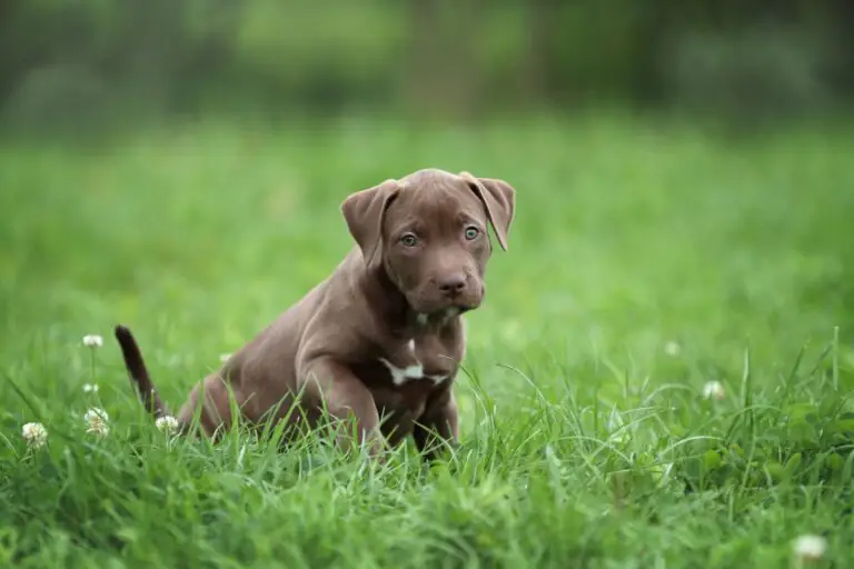 American Pit Bull Terrier filhote