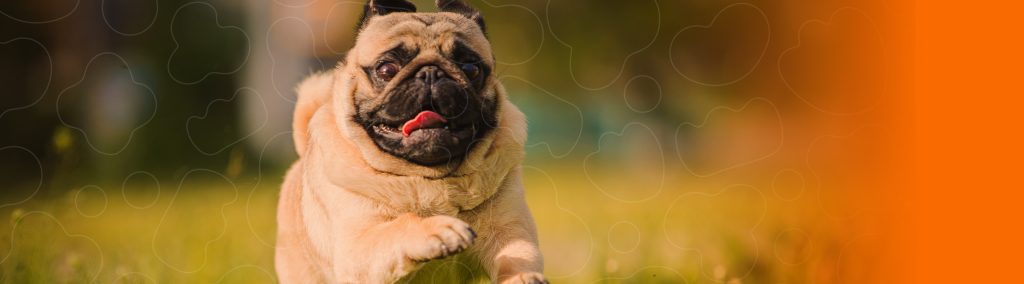 Pug