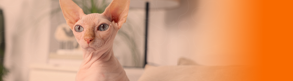 Gato esfinge