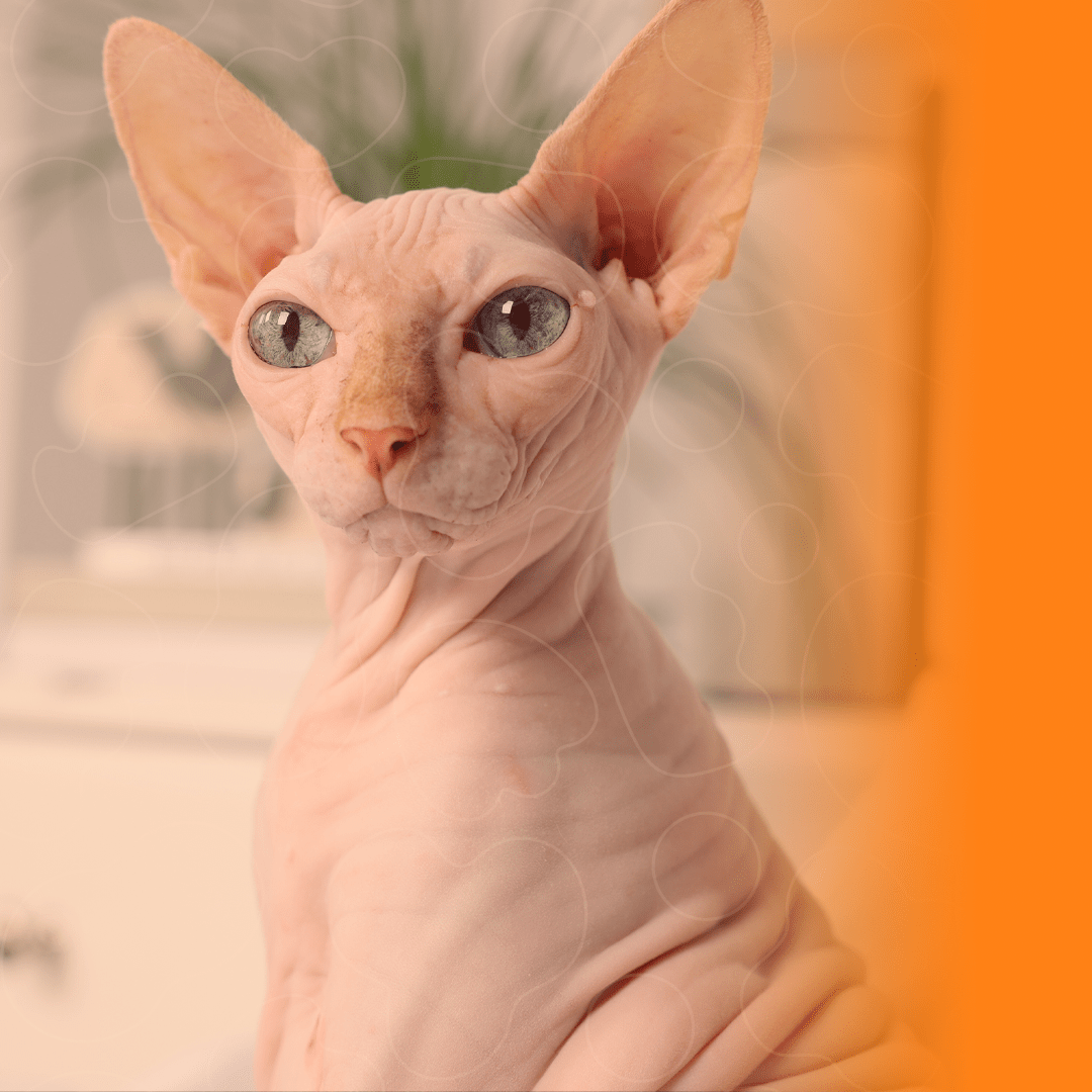 Gato esfinge