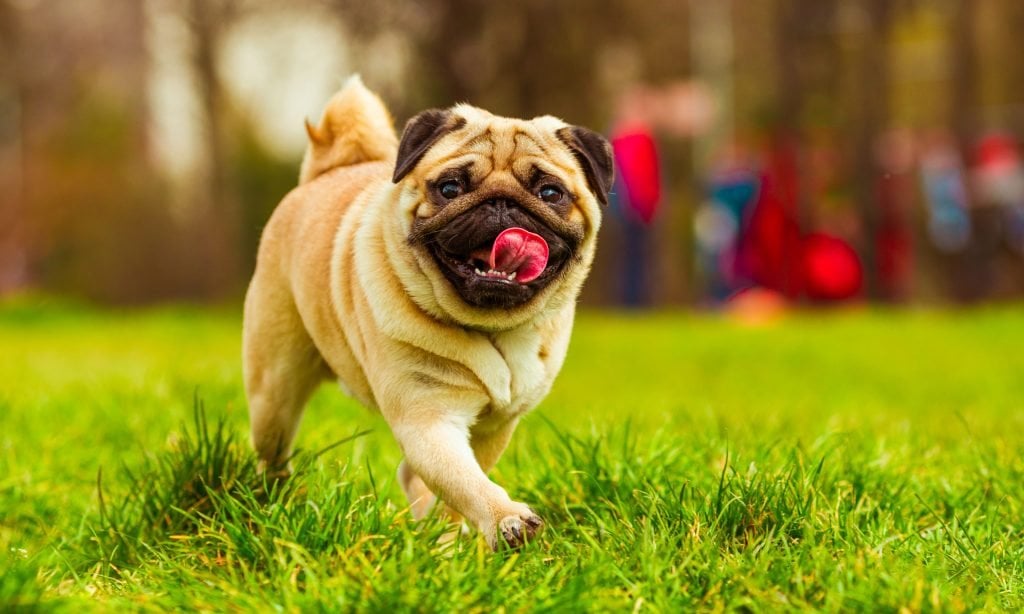 Pug andando na grama
