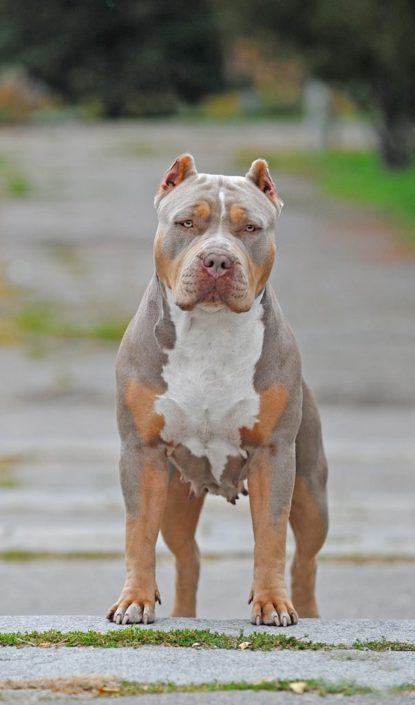 American Bully na rua