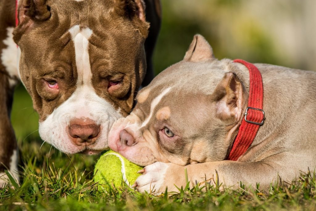 American Bully brincando com bola