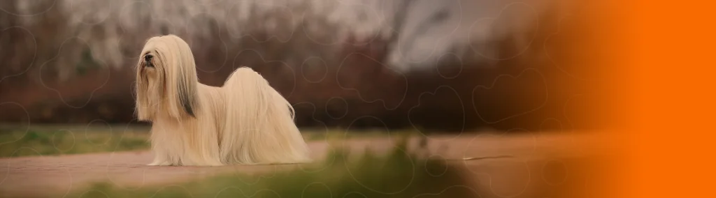 Lhasa Apso