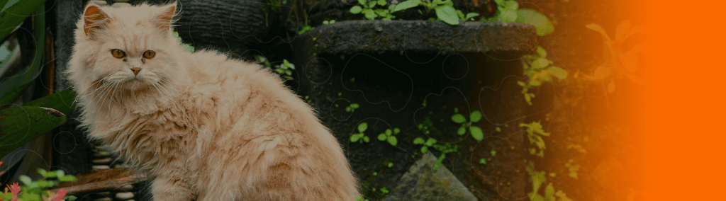 Gato persa