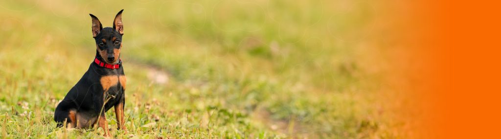 Pinscher miniatura