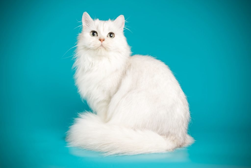Gato Persa branco