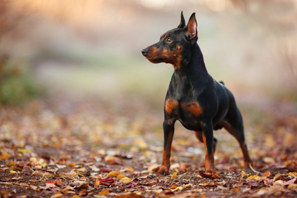 Pinscher miniatura en el campo