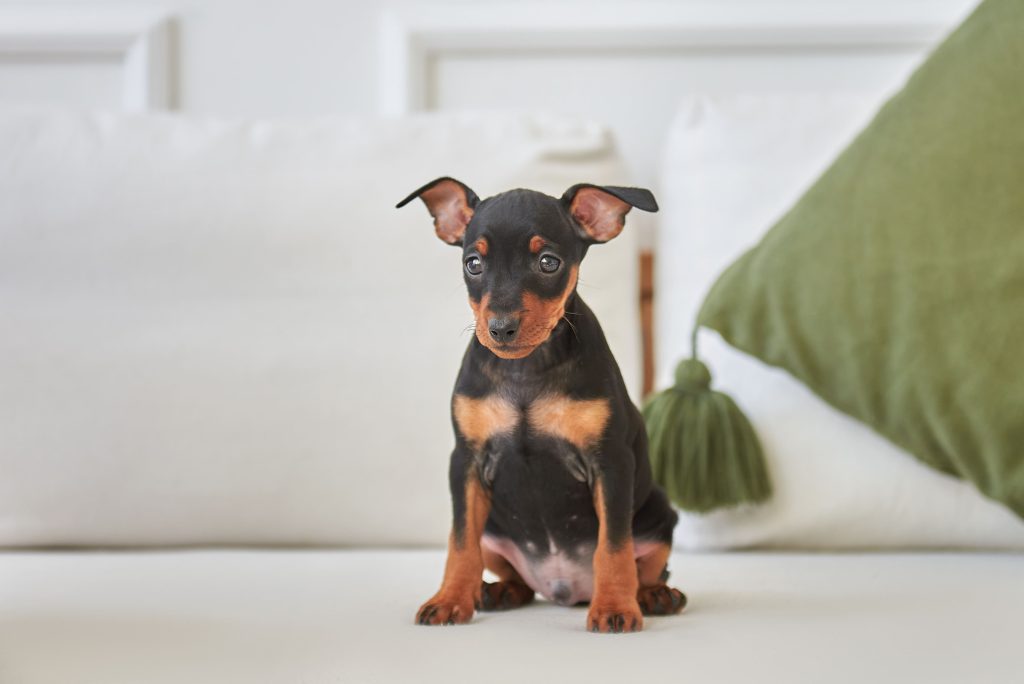 Cachorro de Pinscher