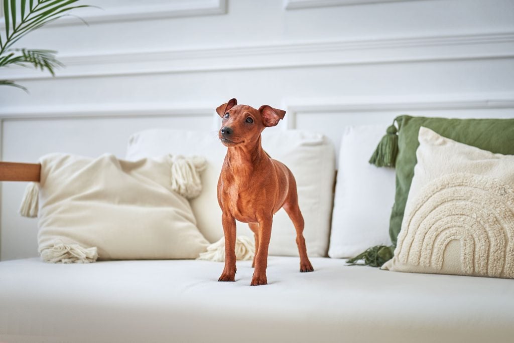 Pinscher miniatura en casa