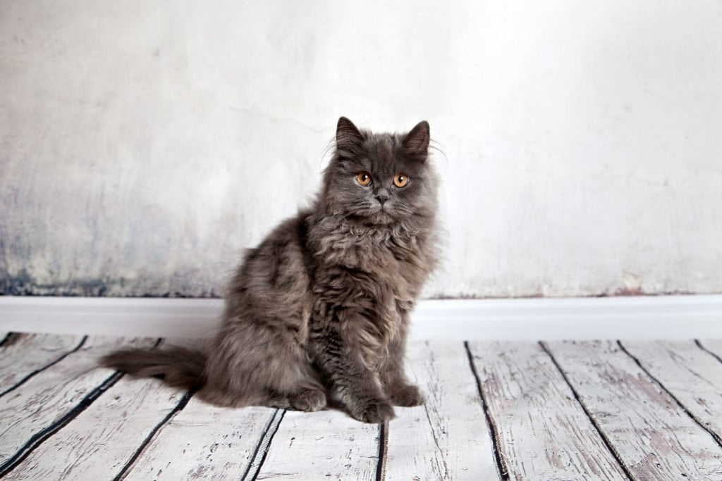 Gato persa negro