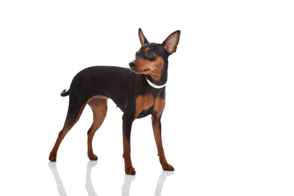 Pinscher miniatura