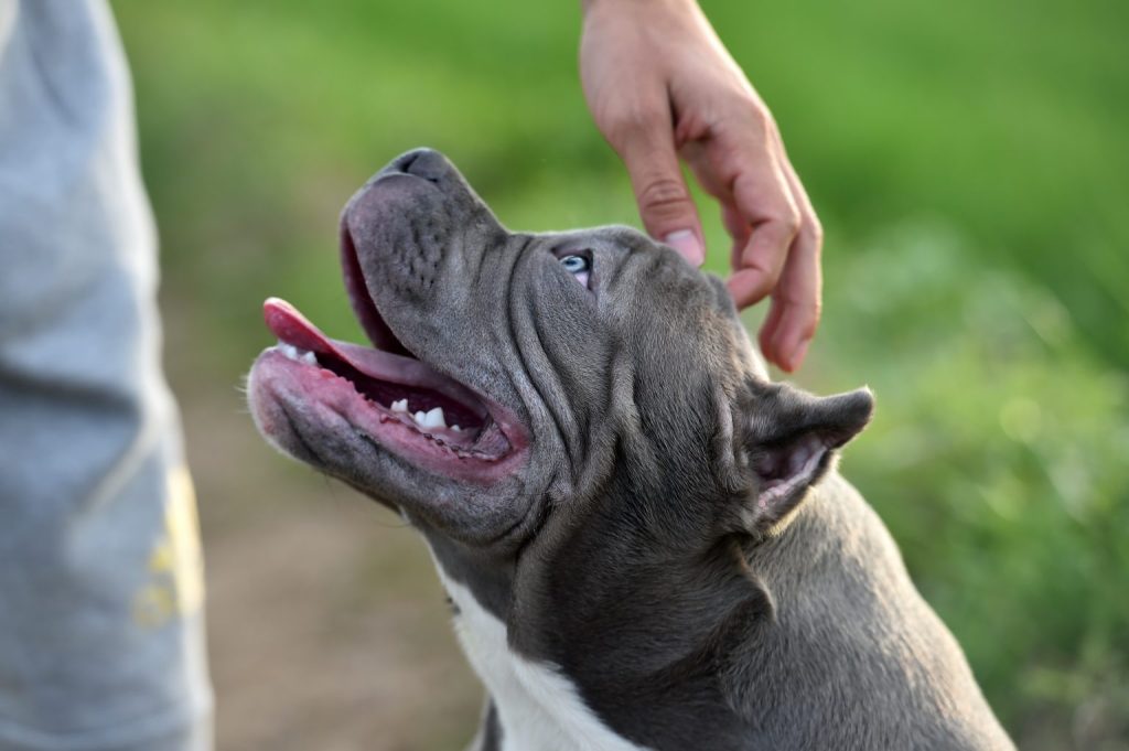 Tutor e American Bully