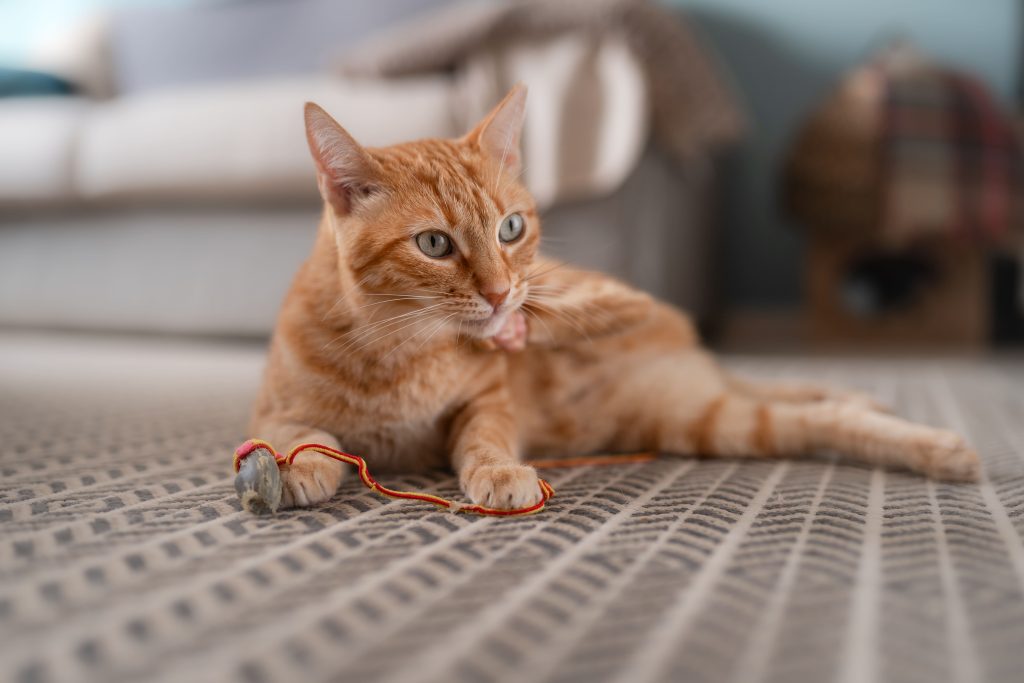 Gato brincando com lã