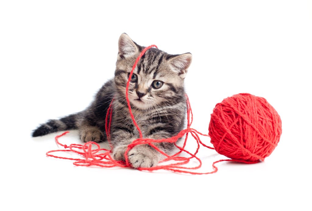 Gato brincando com lã em fundo branco