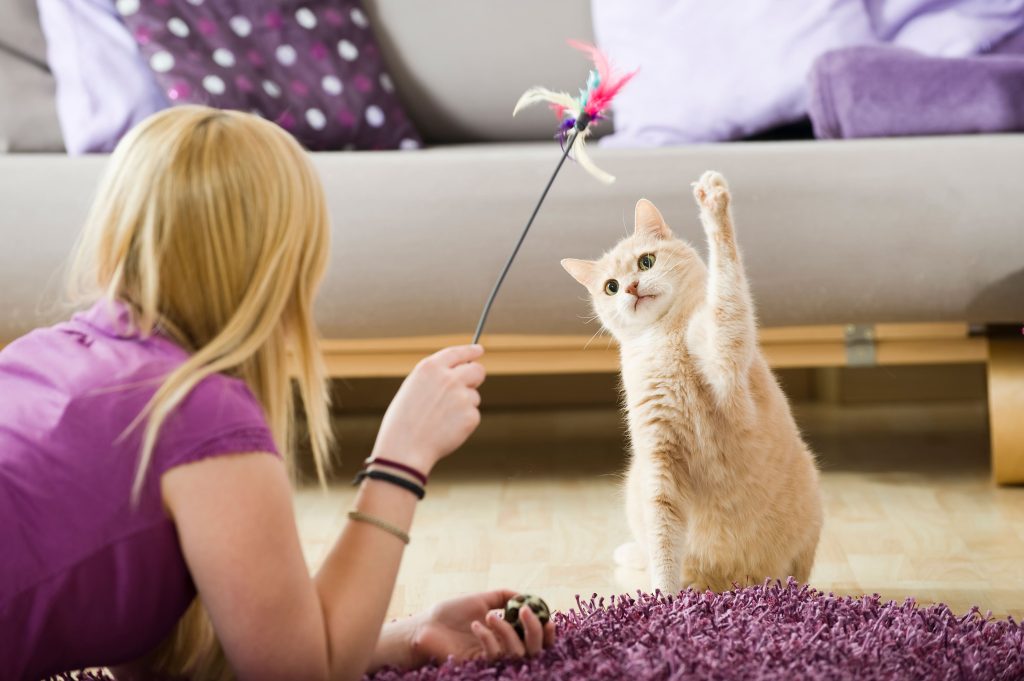 Gato brincando com tutora