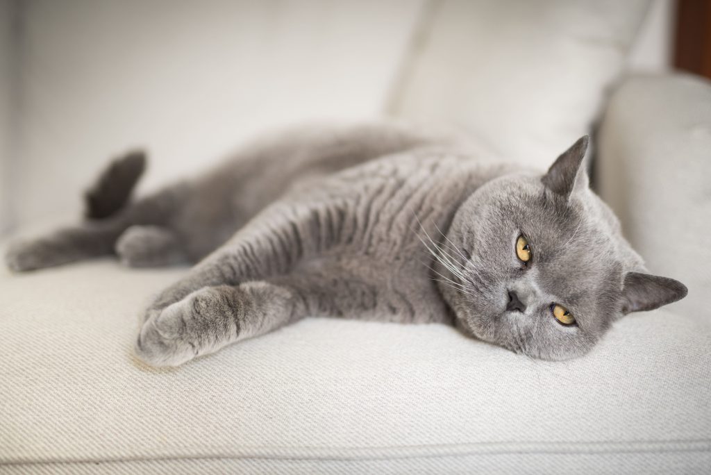 Gato cinza no sofá de casa