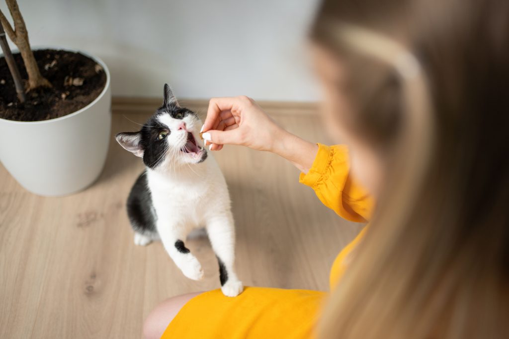 Tutora dando comida para gato