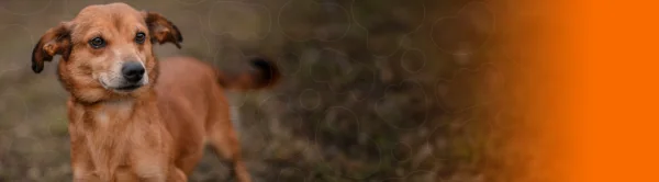 Perro mestizo