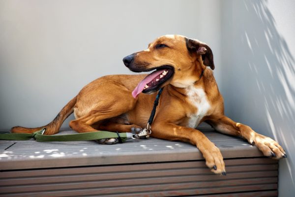 Cachorro sorrindo com língua pra fora