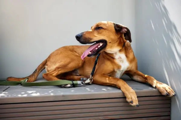 Cachorro sorrindo com língua pra fora
