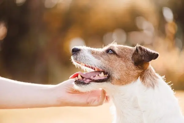Cachorro recebendo carinho de tutor