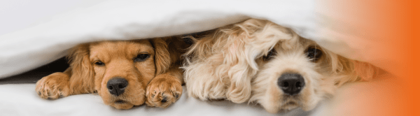 Cães deitados debaixo de cobertor