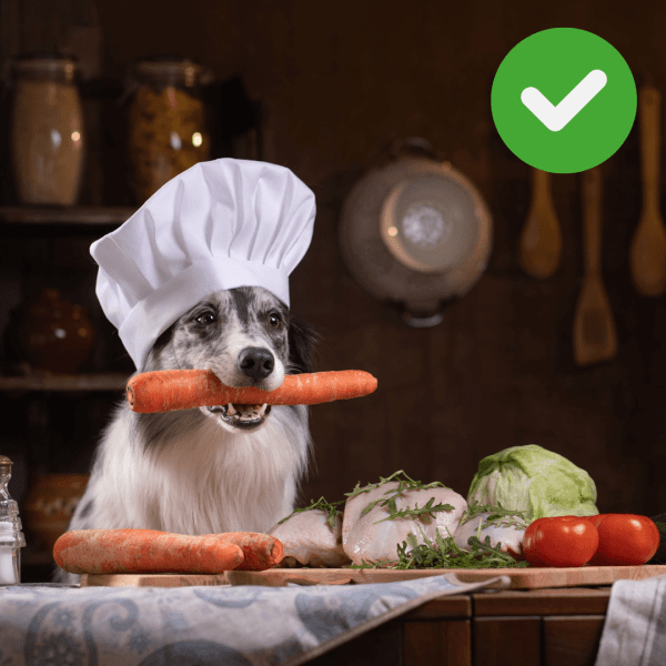 Cão com cenoura na boca