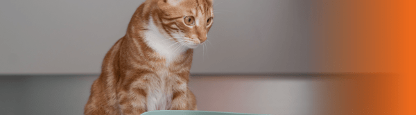 Gato olhando para ração