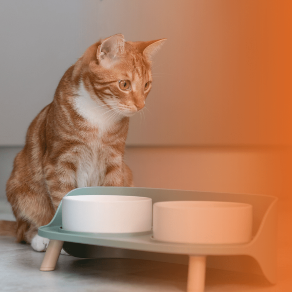 Gato olhando para pote de ração