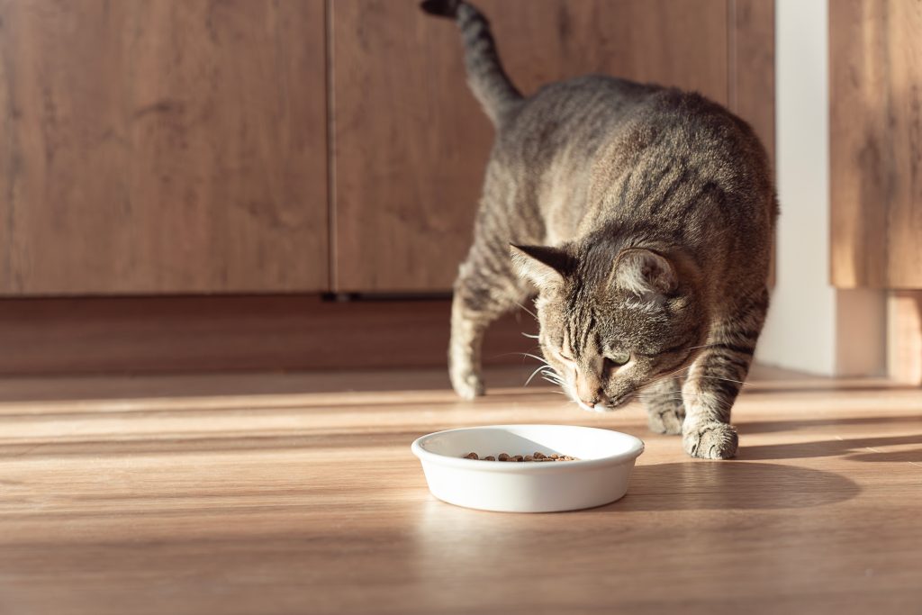 Gato em casa rodeando pote de ração