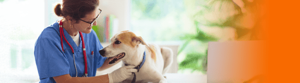 cão sendo examinado por médica-veterinária