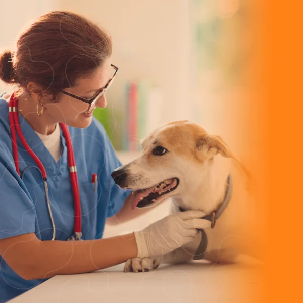 cão sendo examinado por médica-veterinária