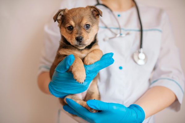 Médica-veterinária segurando filhote de cachorro